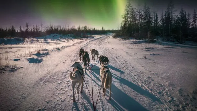 Туристы едут на Ямал за северным сиянием и арктической экзотикой. Фото: CherylRamalho / shutterstock.com / Fotodom