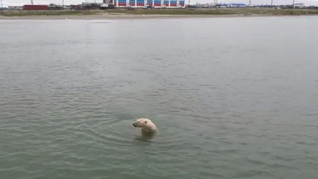 Белый медведь впервые позировал газовикам во время отдыха на море. Кадр из видео: t.me/gazprom_ndm