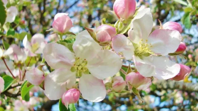 В качестве первомайской атрибутики тазовчане смастерят цветущие ветки яблони. Фото: Inna April Sky / shutterstock.com / Fotodom