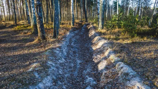 В лесах Ямала обустроят 412 километров минерализированных полос, из них вокруг населенных пунктов — 70 километров. Фото: van Volchek / shutterstock.com / Fotodom