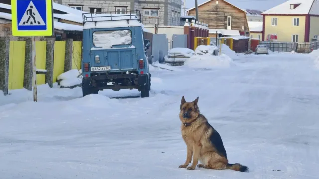 Свободный выгул собак теперь строго запрещен. Фото: Андрей Ткачёв / «Ямал-Медиа»