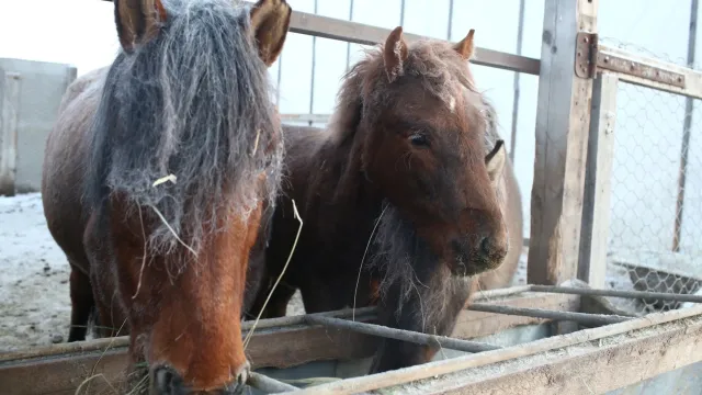 На ферме разводят лошадей редкой приобской породы. Фото: vk.com/koni_shd
