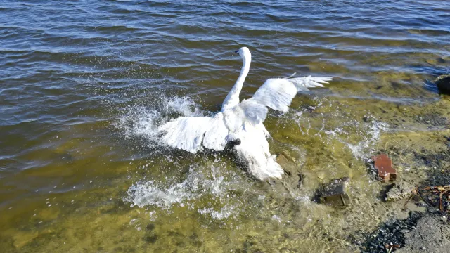 Лебедь Гриша стал достопримечательностью Салехарда. Фото: Андрей Ткачёв / «Ямал-Медиа»