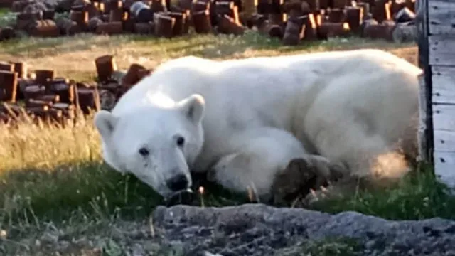Белый медведь с банкой во рту совершенно обессилел и нуждается в срочной помощи. Фото: Росприроднадзор РФ, Telegram-канал Светланы Радионовой