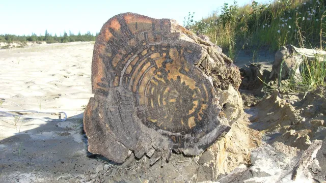 Спил дерева, росшего на территории ЯНАО много тысяч лет назад. Фото: предоставлено Рашитом Хантемировым