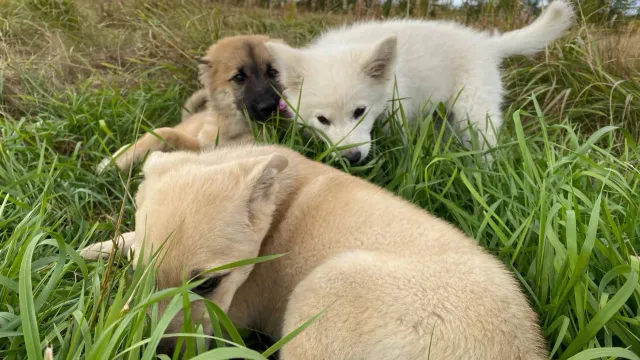 На снимке, сделанном летом, хвостатая троица резвится в траве. Все собаки стали жертвами неизвестного живодера. Фото: предоставлены Екатериной Пахомовой