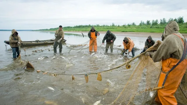 Рыбаки приступили к промыслу на Нижней Оби и озерах. Фото: департамент АПК ЯНАО