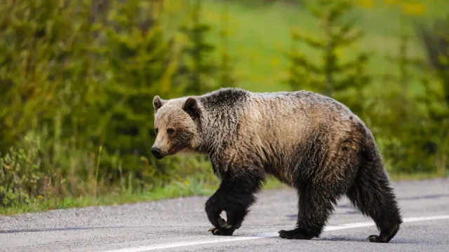 В окрестностях Надыма дорогу «контролирует» медведь. Фото: BGSmith / shutterstock.com