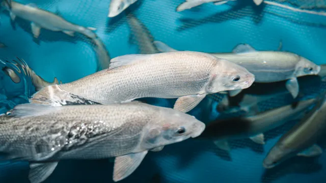 Искусственное воспроизводство сиговых - одна из мер по восстановлению численности ценных видов рыб. Фото: Юлия Чудинова / "Ямал-Медиа"