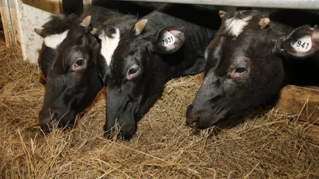 На Ямале дойное стадо коров составляет около 500 голов. Фото: Андрей Ткачёв / "Ямал-Медиа"