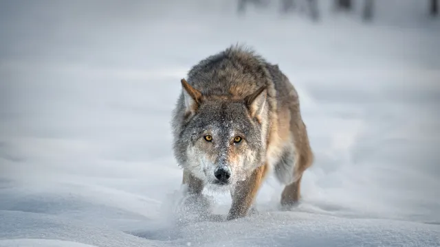 Фото: Vlad Sokolovsky / Shutterstock / Fotodom