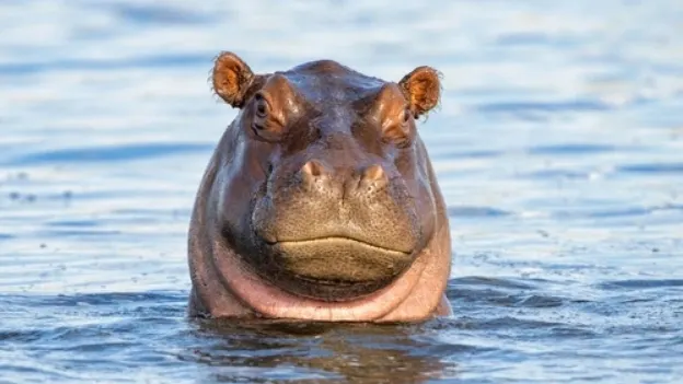 Henk Bogaard/Shutterstock/Fotodom