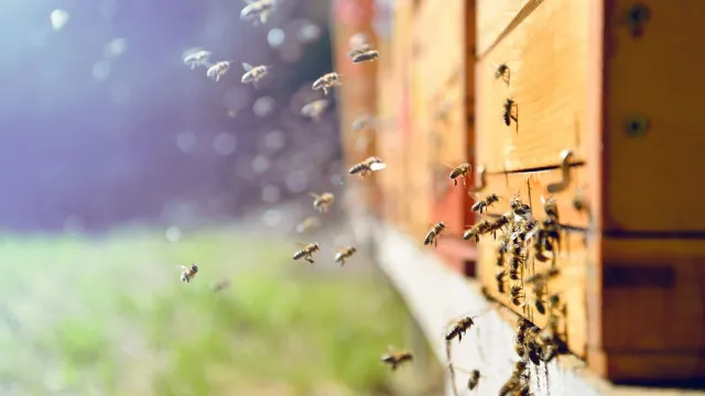 Фото: Sushaaa/Shutterstock/Fotodom