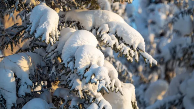 Фото: Фёдор Воронов/«Ямал-Медиа»
