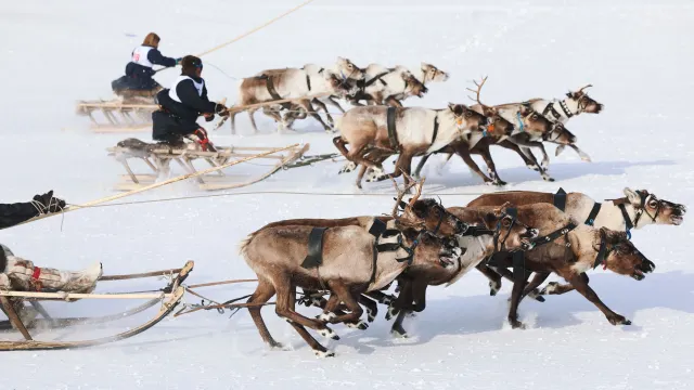 Лучшему погонщику упряжки вручат приз. Фото: Юлия Чудинова / «Ямал-Медиа»