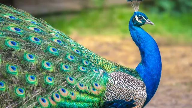 Фото: Viliam.M/Shutterstock/Fotodom