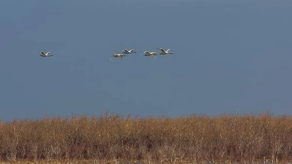 Совсем скоро в зимнем небе останутся только самолеты… Фото: Андрей Комолов