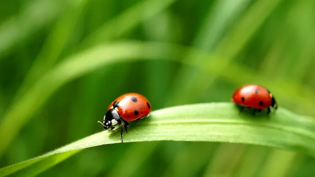Фото: Revilo Lessen/Shutterstock/Fotodom