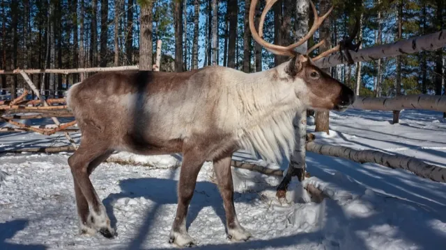 У выпаса оленей на огороженном пастбище есть свои плюсы. Фото: zebra0209 / shutterstock.com / Fotodom