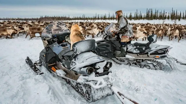 Хащам ятатан вуӆэӊ ёх рупатаеӆ кенашак верты кеша, мосты пормасат маты питсайт. Хор: mk-yamal.ru