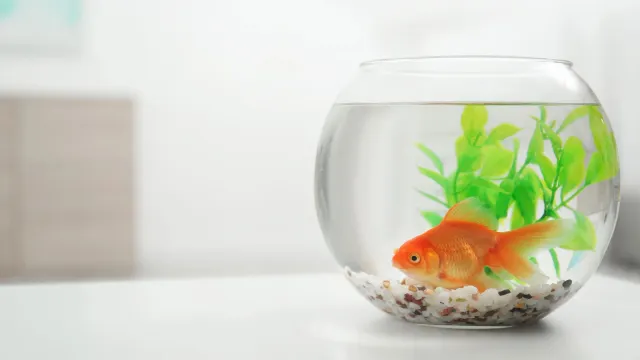 Фото: New Africa / shutterstock.com / Fotodom