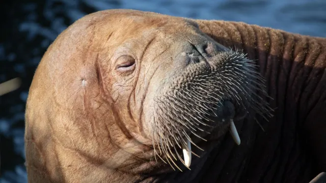 Морж - крупнейшее ластоногое северного полушария. Фото: Filip Jensen / Shutterstock / Fotodom