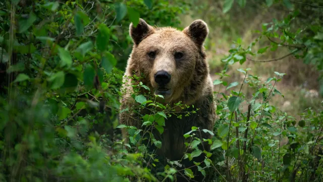 Фото: VOJTa Herout / Shutterstock / Fotodom