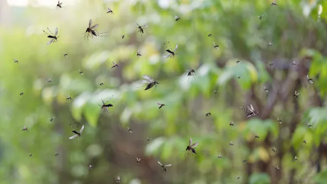 Фото: Kwangmoozaa/Shutterstock/Fotodom