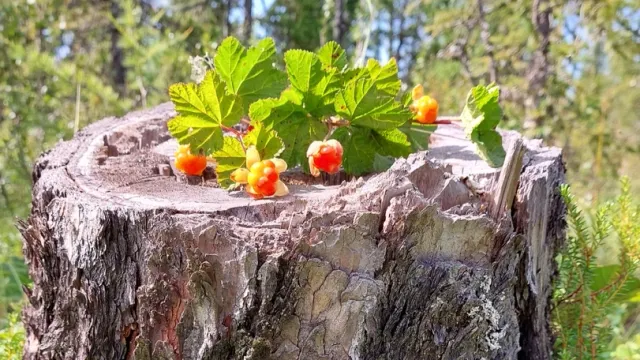 Сидяӈг: Марина Ярʼ тадтавы