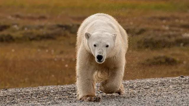 Фото: Bruce R. Allen / Shutterstock / Fotodom