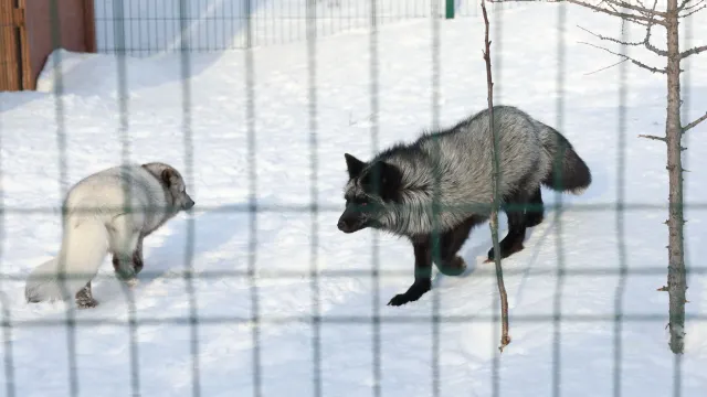 Песцы в совхозе "Байдарацкий" отличаются качественным мехом. Фото: Андрей Ткачёв / "Ямал-Медиа"