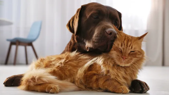 Собаки и кошки – самые распространенные домашние питомцы. Фото: New Africa / Shutterstock / Fotodom