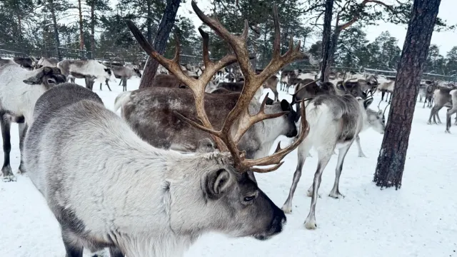 Таттма: Андрей Пяк таттамы