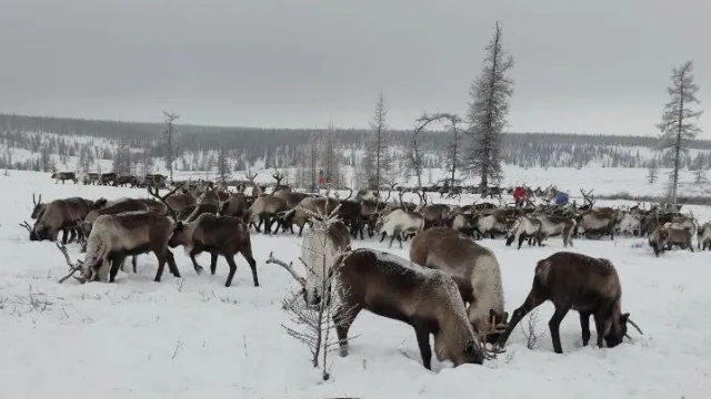 Вошаӊ хоятат ӆапкайн нёхи ӆутты верытӆат. Хор: Вера Лонгортова