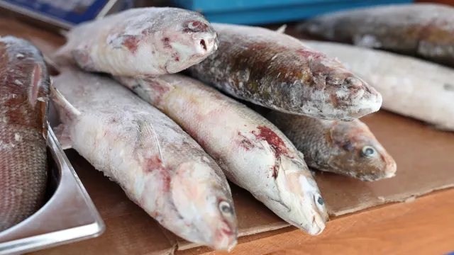 Фото: Андрей Ткачёв / «Ямал-Медиа»