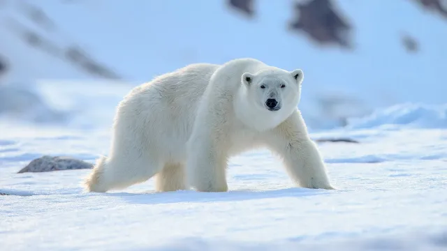 Фото: Vaclav Sebek /Shutterstock.com