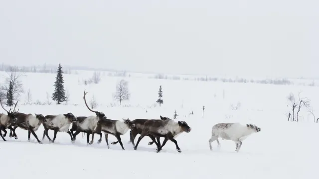 Фото: Марина Яр/ Няръяна Ӈэрм