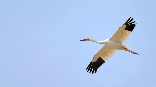Фото: Wang LiQiang / shutterstock.com / Fotodom