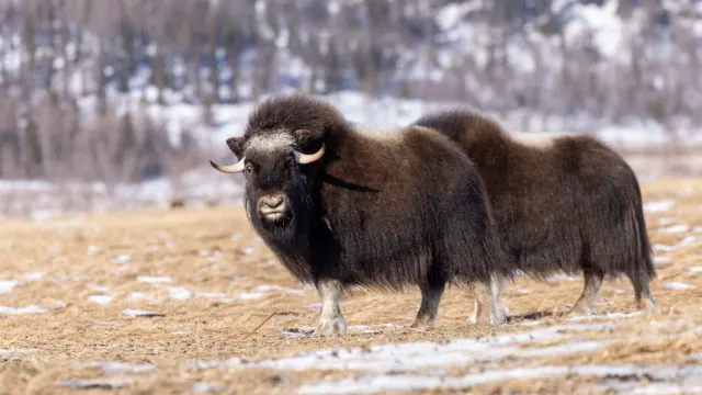 Фото: Фёдор Воронов / «Ямал-Медиа»