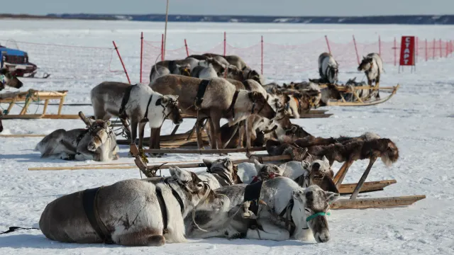 Фото: Андрей Ткачёв / «Ямал-Медиа»