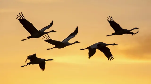 Белые журавли стали символом памяти погибших воинов. Фото: max shamota / Shutterstock / Fotodom