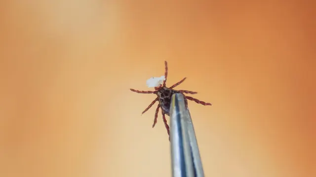 Фото: Bachkova Natalia / Shutterstock / Fotodom