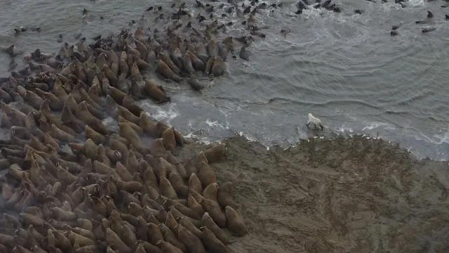 Уникальный кадр: белый медведь и моржи на одном снимке. Фото: предоставлено Александром Соколовым