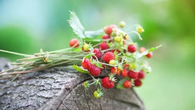 Фото: Liudmila Fadzeyeva /Shutterstock/Fotodom