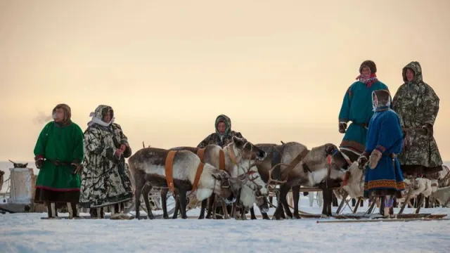 В Тазовском соберутся делегаты Национального союза оленеводов. Фото: evgenii mitroshin / shutterstock.com / Fotodom