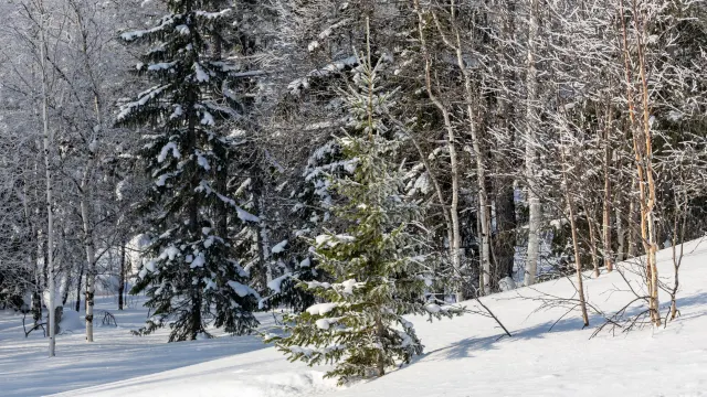 Фото: Александр Чирва/«Ямал-Медиа»