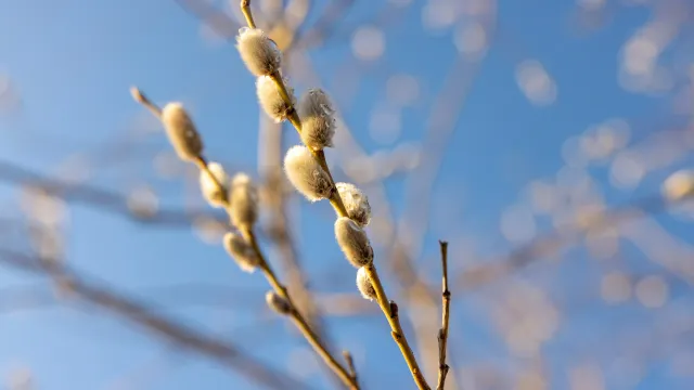 Фото: Фёдор Воронов / «Ямал-Медиа»