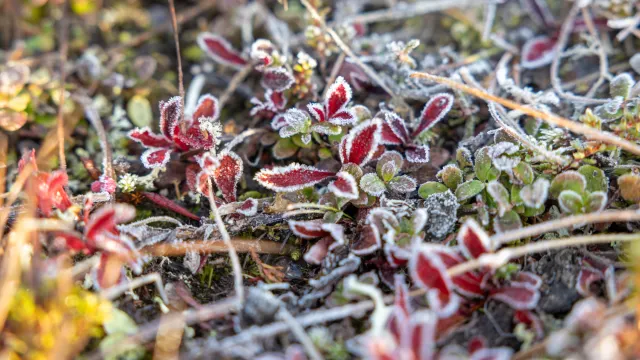 Фото: Фёдор Воронов / «Ямал-Медиа»