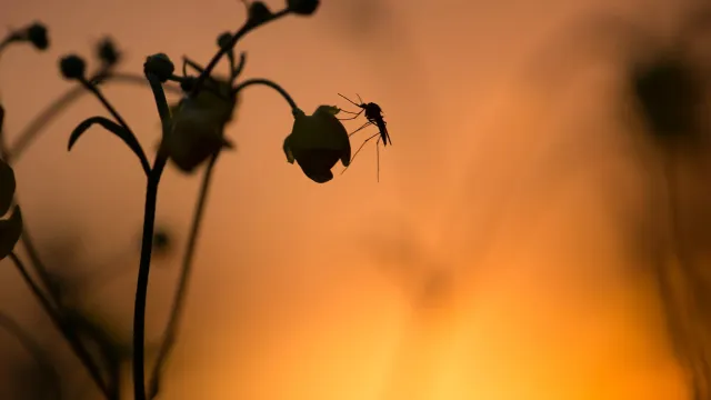 Фото: Henrik Larsson / Shutterstock / Fotodom