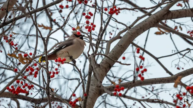 Православные 2 ноября отмечают Артемьев день. Фото: Фёдор Воронов / АНО «Ямал-Медиа»